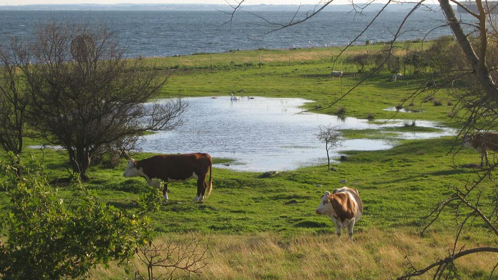 sprogo-flora-fauna